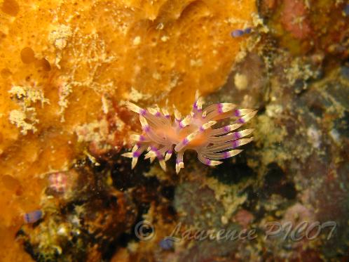 Flabellina exoptata 2.JPG - Philippines - îles Calamian